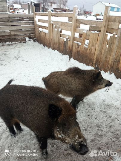 Дикие кабаны