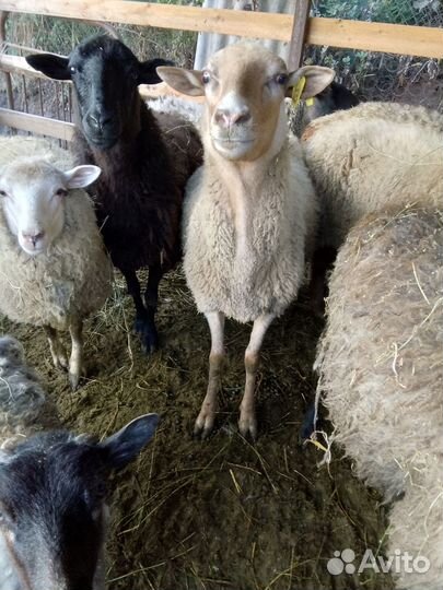 Овцы бараны