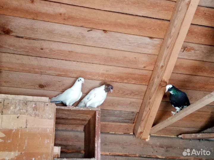 Продажа голубей на свадьбу. Жёлтый павлин самец