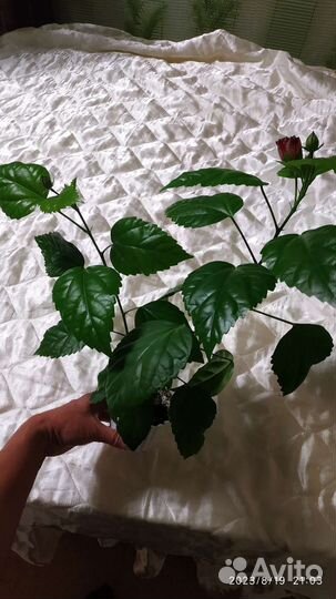 Гибискус китайская роза