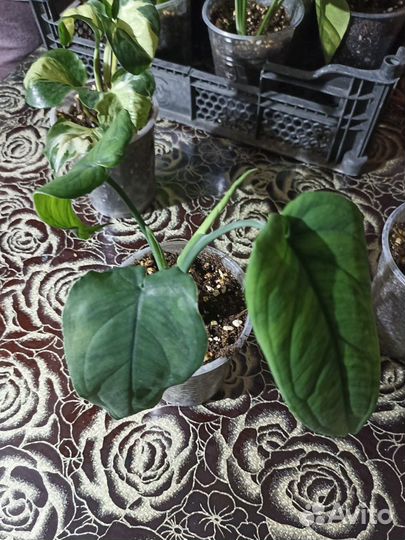 Монстера и сингониум