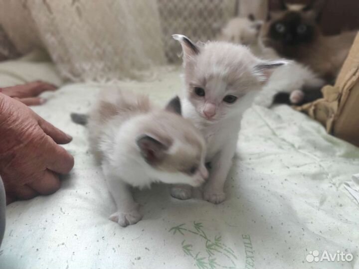 Котята девочки бесплатно