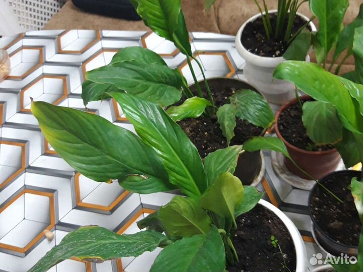 Спатифиллум