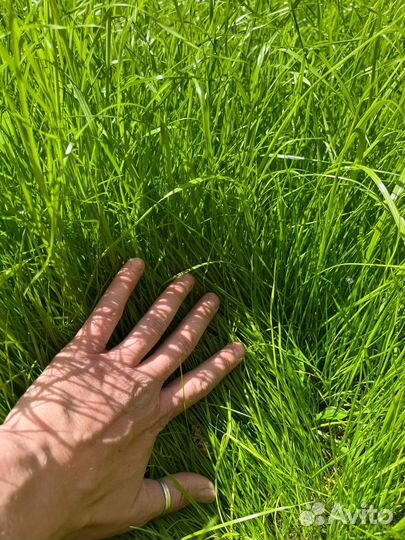 Газон под ключ