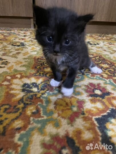 Котята в добрые руки бесплатно