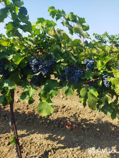 Виноград на вино высшего качества
