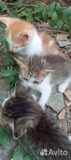Котята в добрые руки