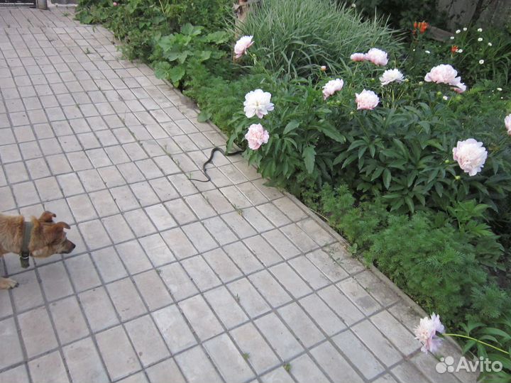 Тыква