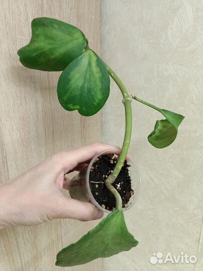 Хойи, часть 2