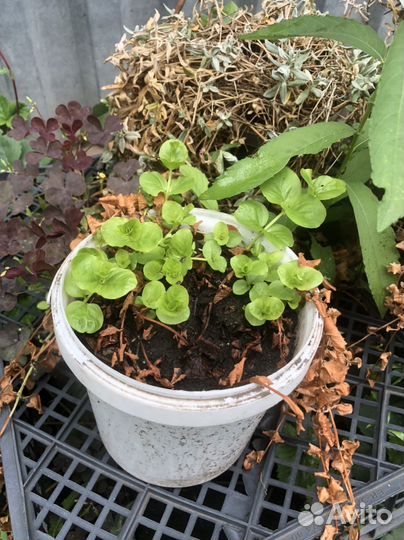 Вербейник монетчатый