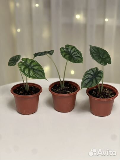 Алоказия шкура дракона