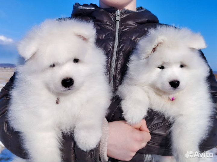 Самоед