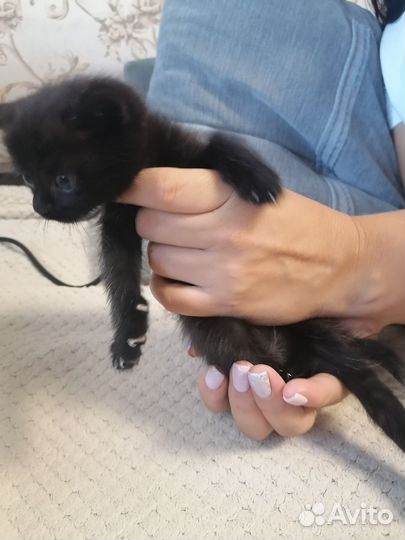 Кошка в дар бесплатно