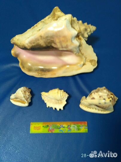 Раковины океанические привезенные с Кубы