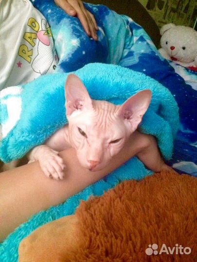 Донской сфинкс вязка