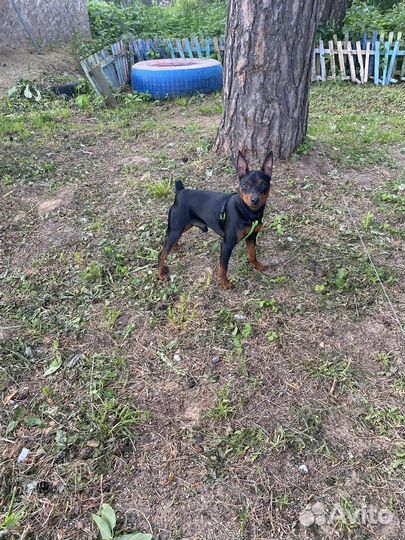 Вязка цвергпинчер