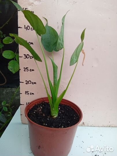 Алоказия Кукулата