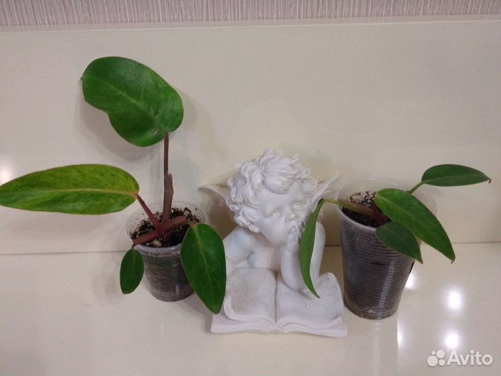 Филодендроны