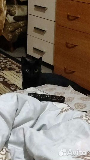 Стерилизация кошек возможна передержка