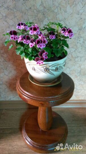 Пеларгония Ангел