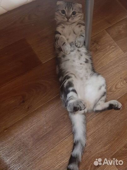 Шотландский кот вязка