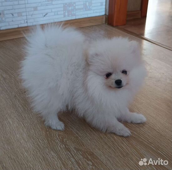 Померанский шпиц