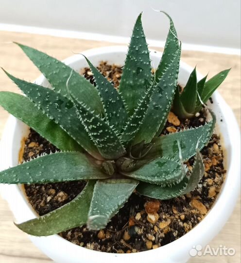 Алоэ 5 сортов, криптантус