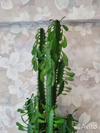 Кактус Молочай Треугольный 110cm