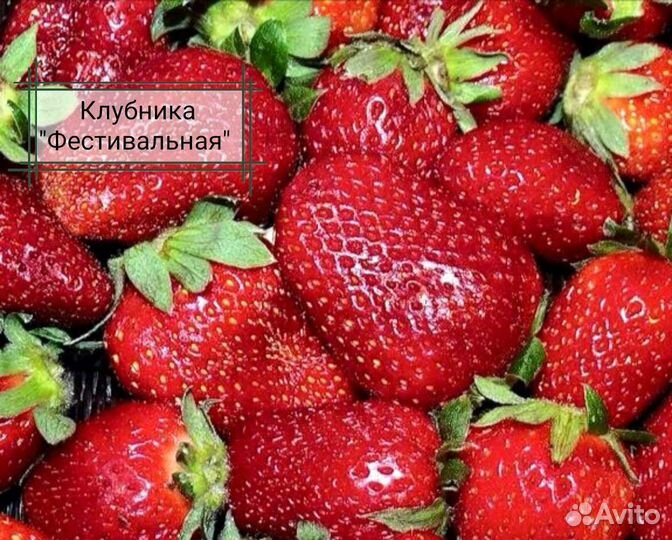 Клубника