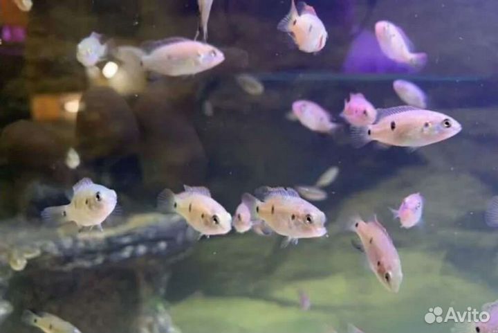 Аквариумная рыбка