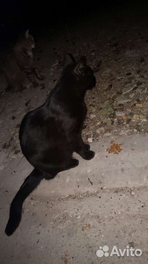 Черный кот 1 год