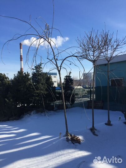 Саженцы. Рябина плакучая 160-200см