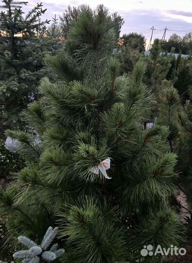 Кедр Сибирский 160-200см