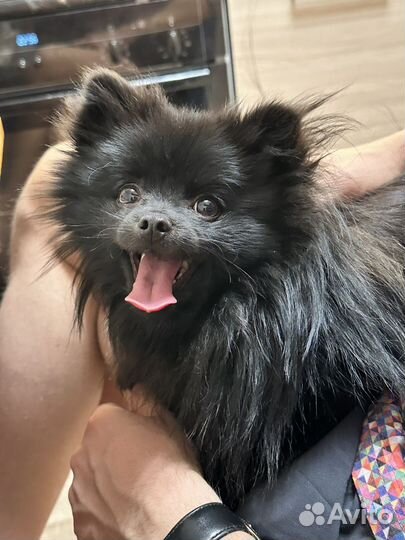 Шпиц вязка мини