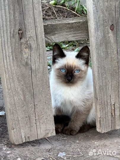 Котенок 2 месяца невероятной красоты