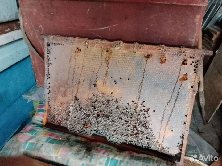 Продам Сушь для пчел с медом