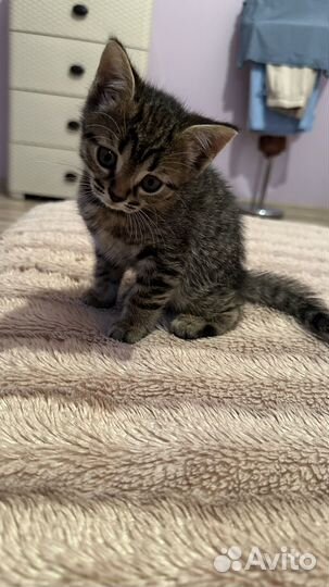 Котенок