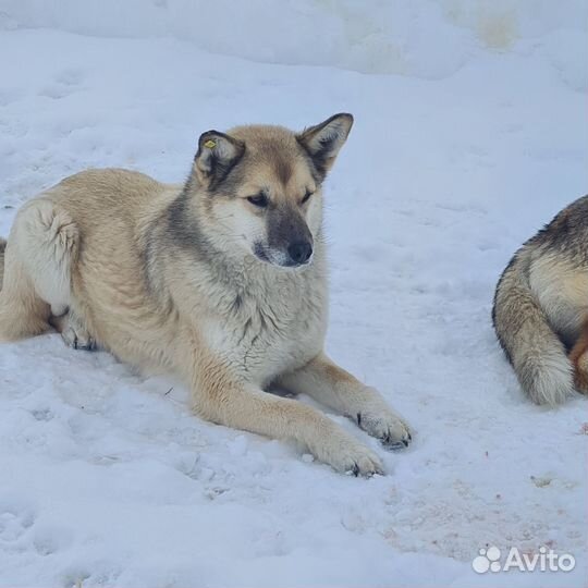 Лола и Барон