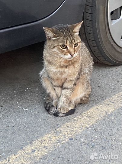 Кошка в дар Нужна помощь