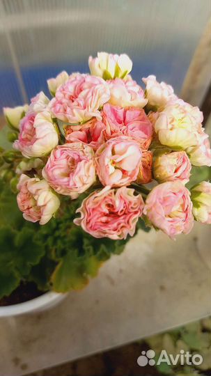 Пеларгония герань