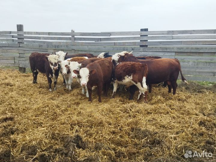 Бычки и быки