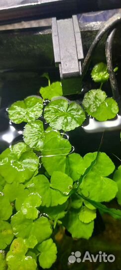 Гидрокотила белоголовая аквариумные растения