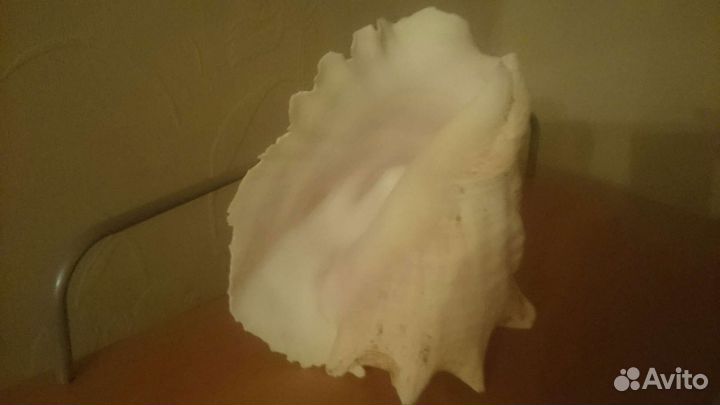 Ракушка морская большая