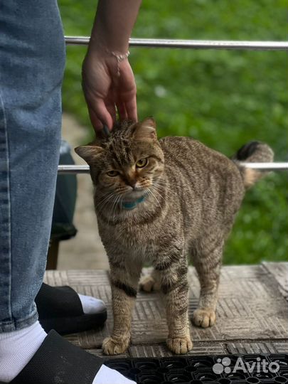 Британка потеряшка