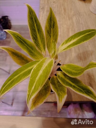 Аглаонема липстик грин