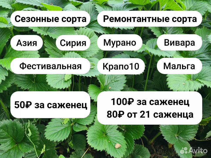 Саженцы клубники зкс – сорт «Сирия»