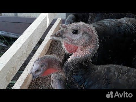 Индюшата бронза