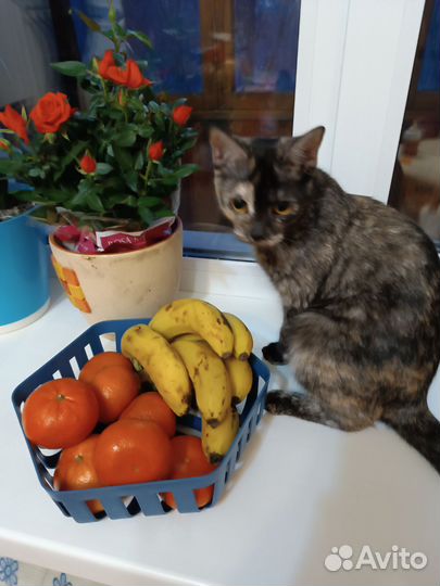 Британски девочки в хорошие руки