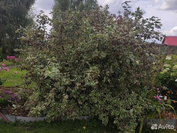 Саженцы дерен белый