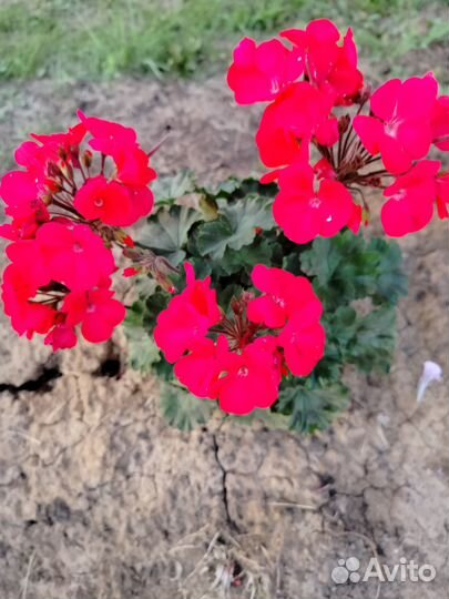 Пеларгония черенки как на фото пророщенные